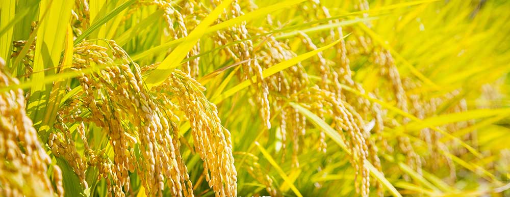 小さな努力や投資が大きく実る一粒万倍日