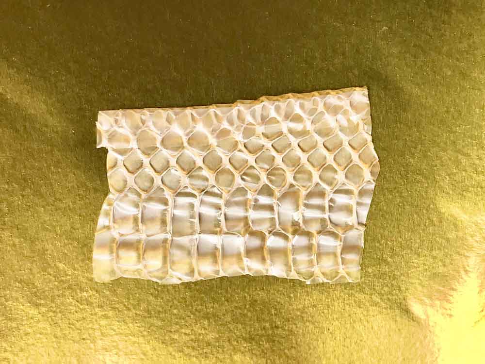 蛇の抜け柄を見つけたら丁寧に保管しましょう