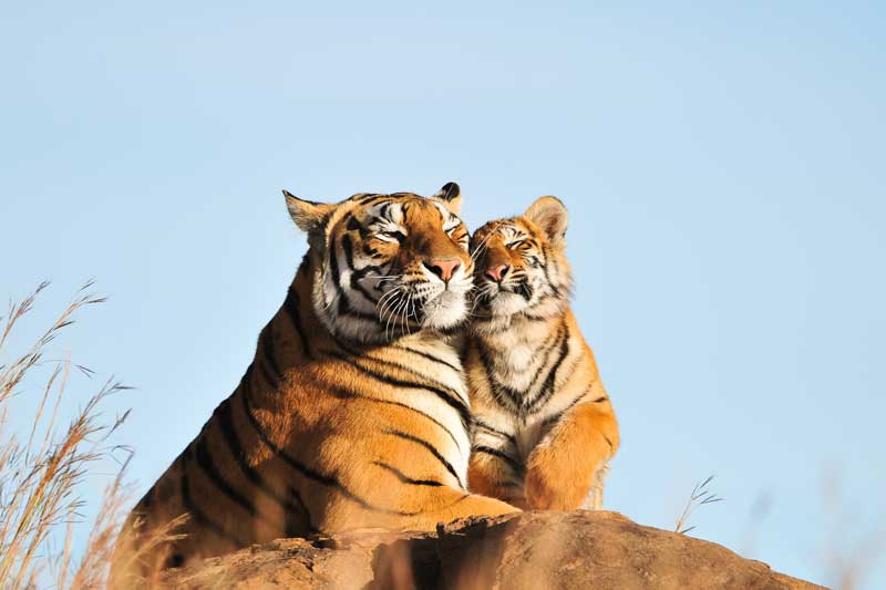 寅の日に身に着けたい純金の種銭